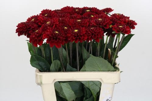 Dahlia 'Red Fox'