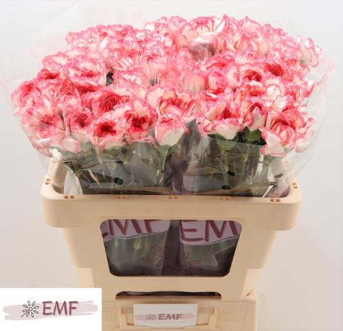 Dianthus standaard Bacarat Pink