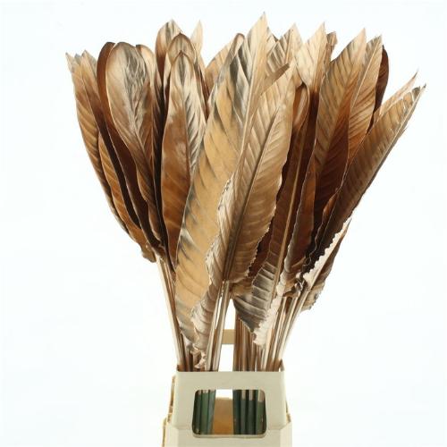 Strelitzia reginae (blad)