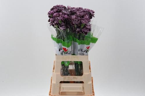 Dianthus standaard 'Minerva'