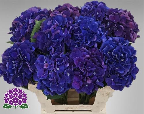 Hydrangea macrophylla Royal King