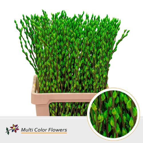 Salix caprea 'Snow Flake' kleurbehandeld H%