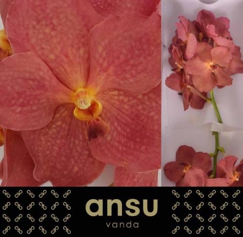 Vanda Nitaya Salmon
