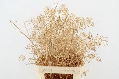 Rosa 'Corallo' (rozenbottel)