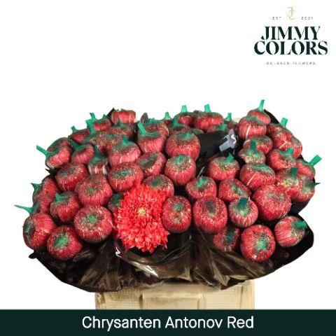 Chrysanthemum (Indicum Grp) geplozen Antonov kleurbehandeld H%