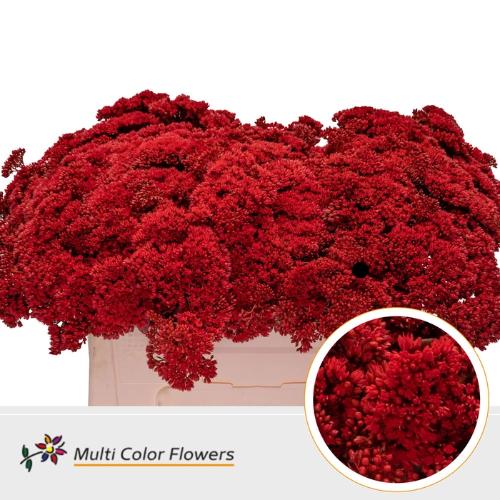 Sedum kleurbehandeld H%