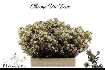 Chamelaucium uncinatum 'Dor'