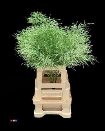 Decoratiegroen kleurbehandeld per bos H%