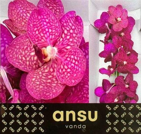 Vanda Sumathi Magic Fuchsia