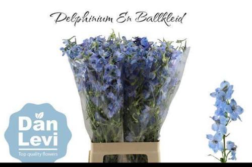 Delphinium Belladonna Grp enkelbloemig 'Ballkleid'