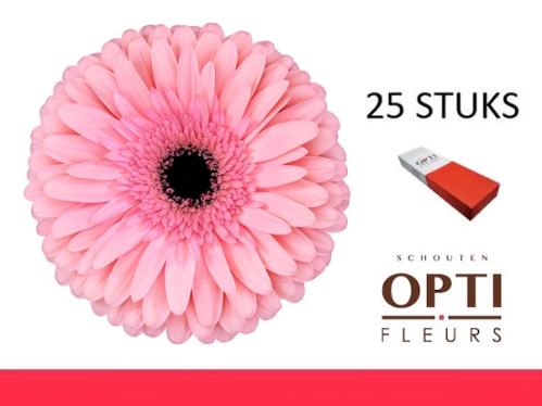 Gerbera grootbloemig Estrella