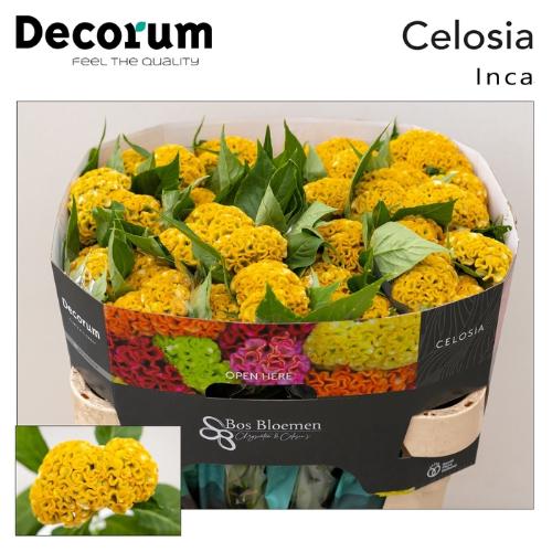 Celosia Cristata Grp 'Act Inca'