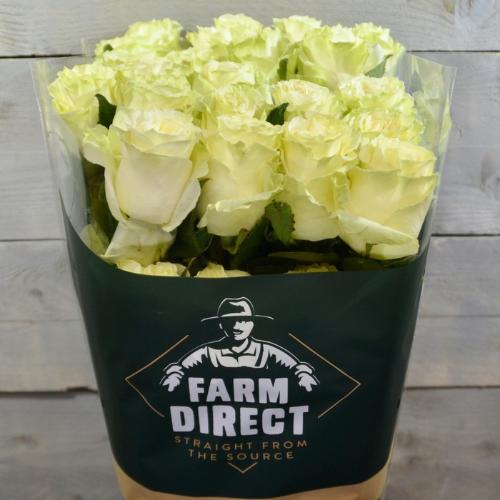 Rosa grootbloemig Mondial