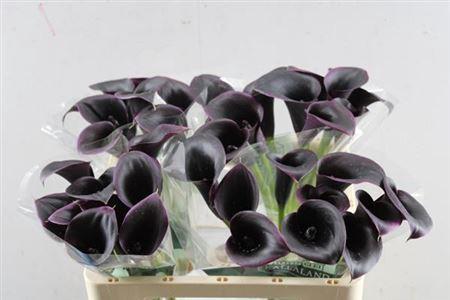 Zantedeschia 'Cantor'