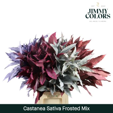 Castanea sativa kleurbehandeld H%