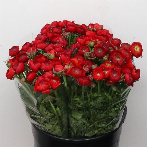 Ranunculus asiaticus 'Elegance Red'