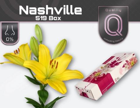 Lilium Longiflorum x Aziatische Grp 'Nashville'