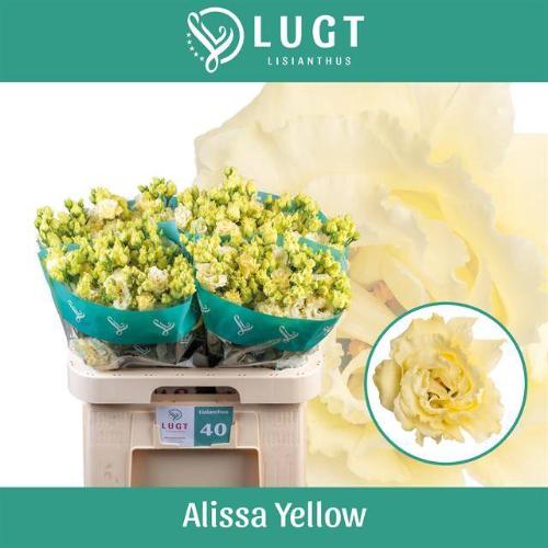 Eustoma russellianum gevuldbloemig 'Alissa Yellow'