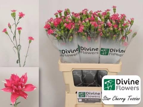 Dianthus tros Star Cherry Tessino