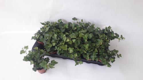 Hedera helix 'Wonder'