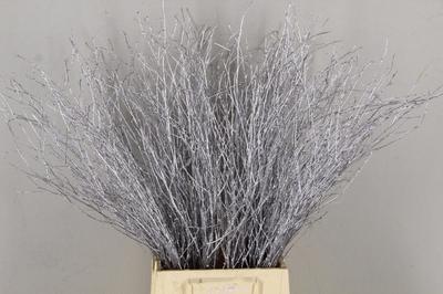 Betula per bos kleurbehandeld