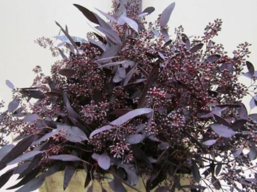 Eucalyptus kleurbehandeld per bos H%