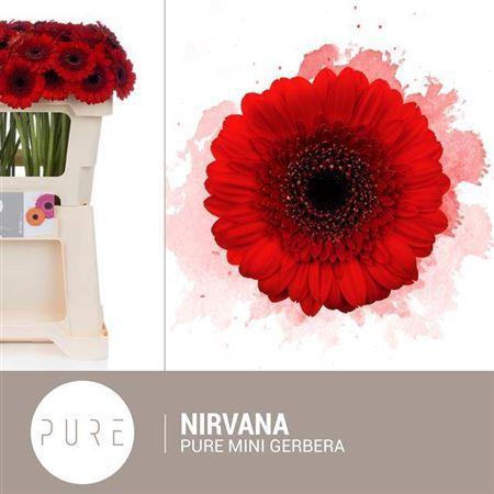 Gerbera mini Nirvana