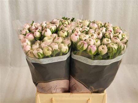 Ranunculus asiaticus Success Lady