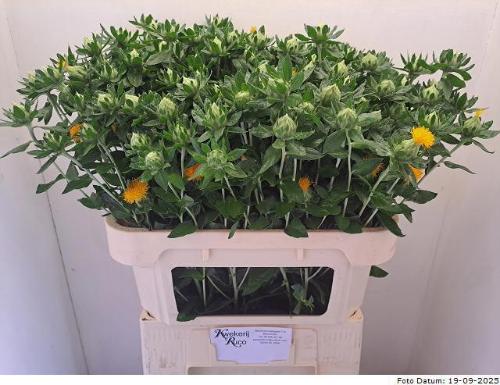 Carthamus tinctorius 'Orange Grenade'