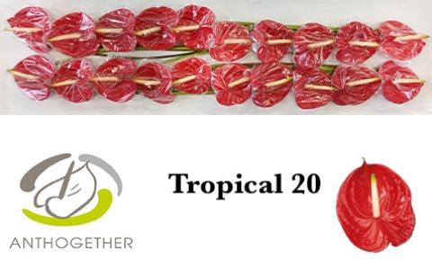Anthurium Andreanum Grp 'Tropical'