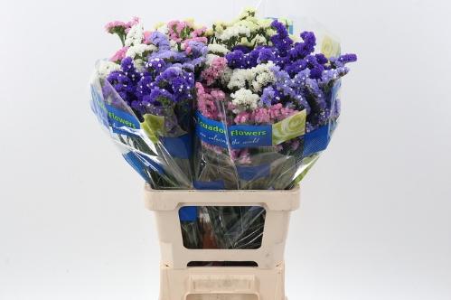 Limonium sinuatum gemengd