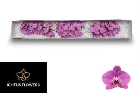 Phalaenopsis per bloem Anthura Kunming