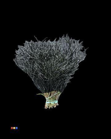 Vaccinium kleurbehandeld H%