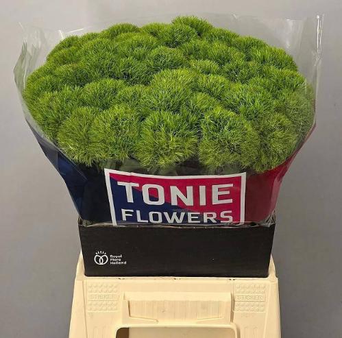 Dianthus barbatus Kiwi Mellow