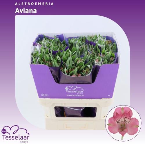 Alstroemeria Avianna