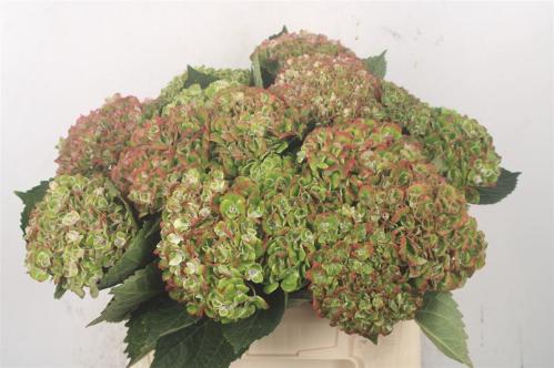 Hydrangea macrophylla Magical Green Revolution