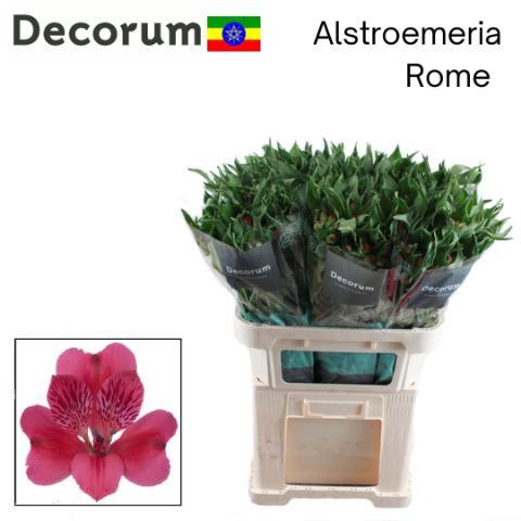 Alstroemeria Rome
