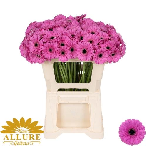 Gerbera mini Dolcetto