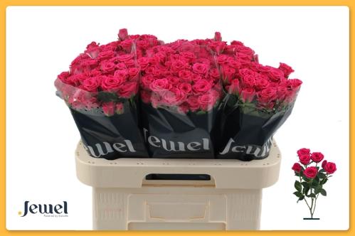 Rosa tros Pink Yo-Yo