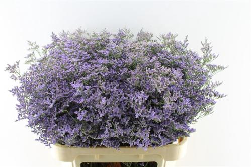Limonium Safora Classic Blue