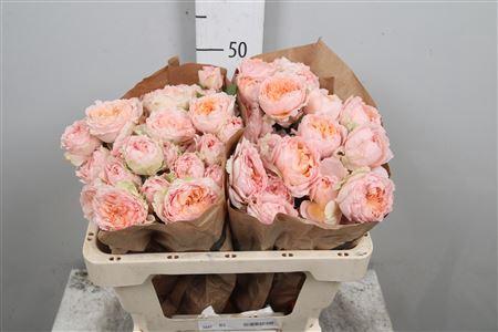 Rosa tros overig