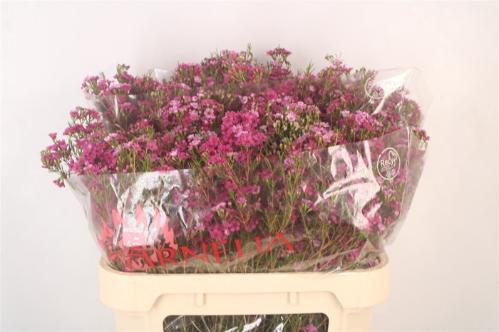 Chamelaucium 'Happy Days'