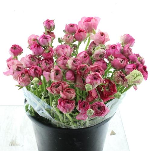 Ranunculus asiaticus 'Elegance Dark Pink'