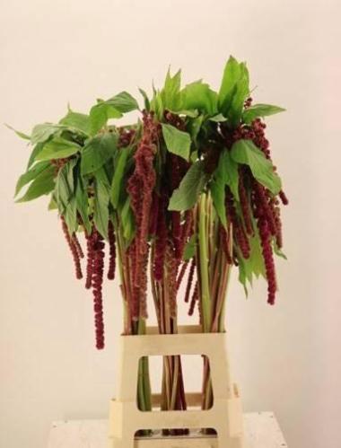 Amaranthus caudatus 'Rosary'