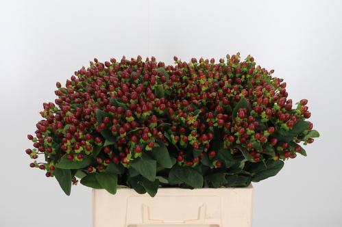 Hypericum inodorum 'Excellent Flair'