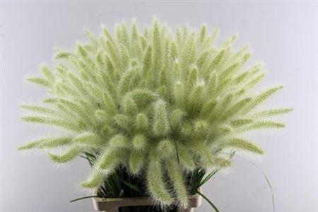 Pennisetum alopecuroides 'Blondie'