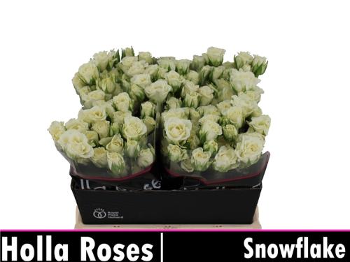 Rosa tros Snowflake