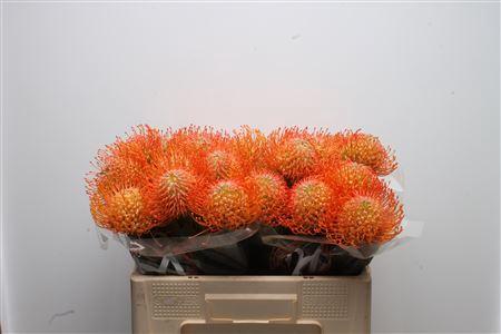 Leucospermum cordifolium overig