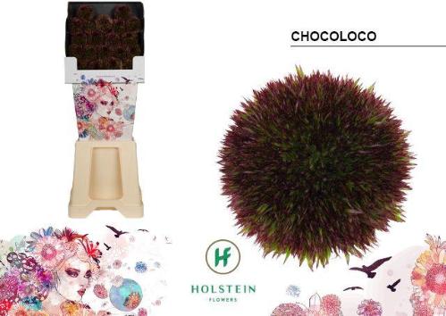 Gerbera grootbloemig bolvormig Chocoloco