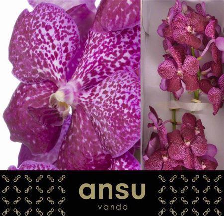 Vanda Sunanda Magenta Glitter